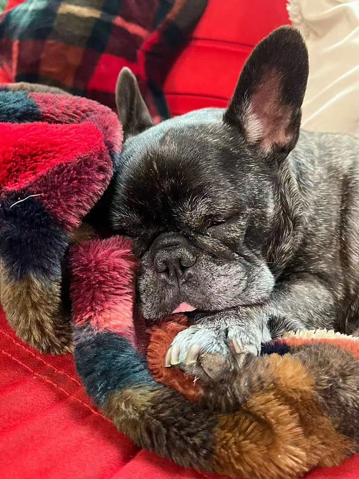 すやすや眠るベラと収支報告について