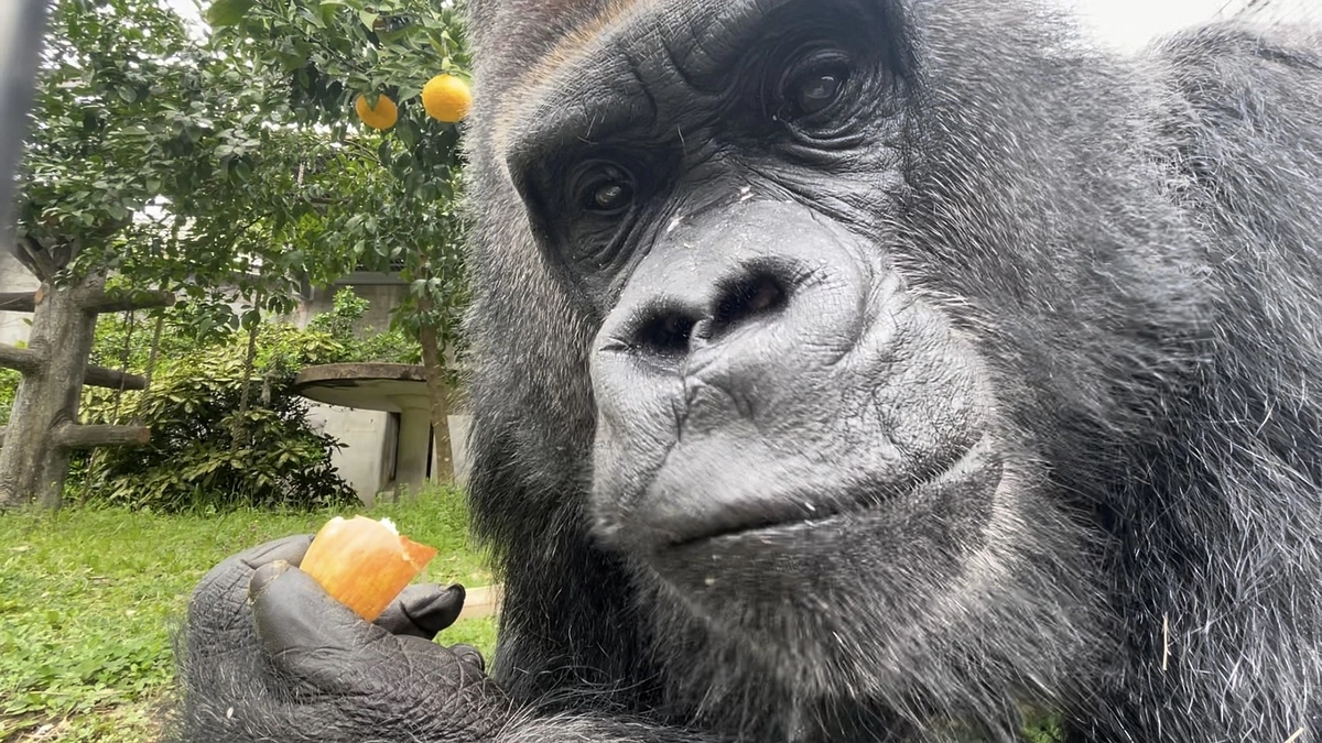 【クラファン活動報告㉓】ギフト紹介　オンラインおやつ&動画編