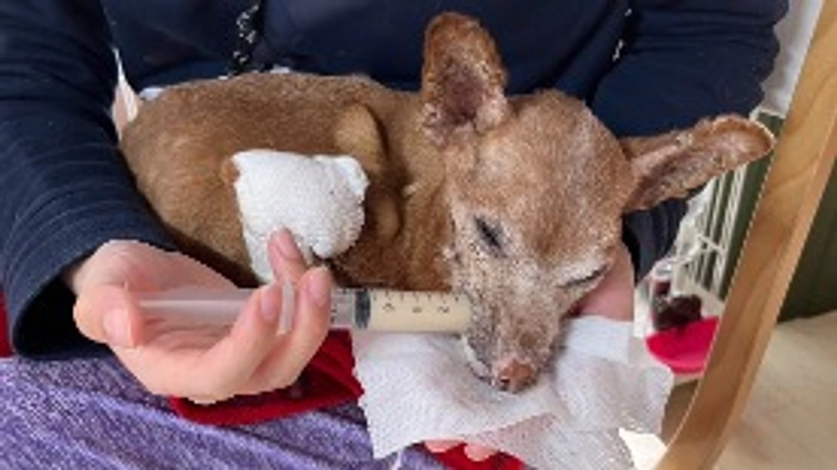 わこ、頑張っています