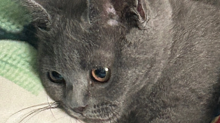 FIPにかかってしまったうちの大切な猫を助けて下さい。