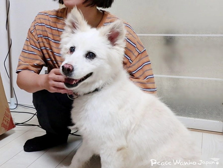 密着！元野犬の保護犬と暮らす