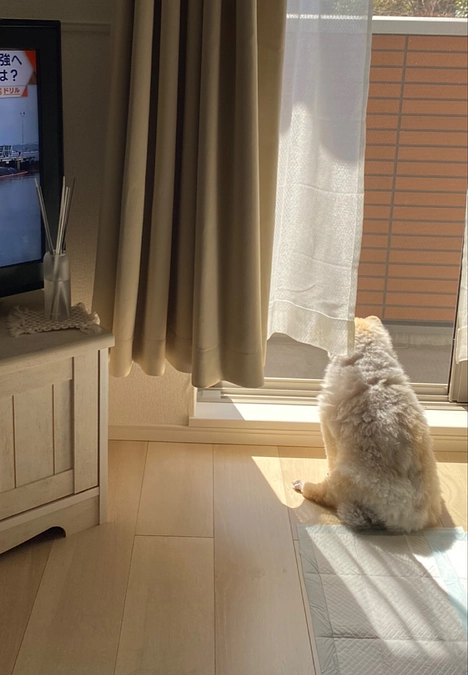 またお散歩に行こうね