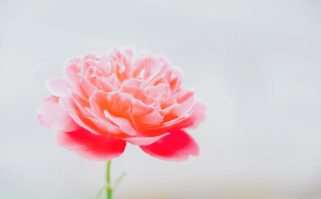 リターン紹介⑧特級に一輪の花を。あなたの想いが当日会場を彩りますコース