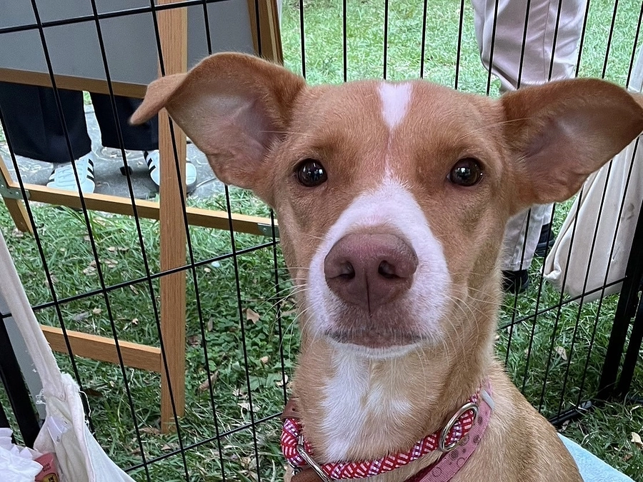 ネクストゴールにチャレンジ中！クラファンは終わっていない。本郷台でイベント参加してきました。