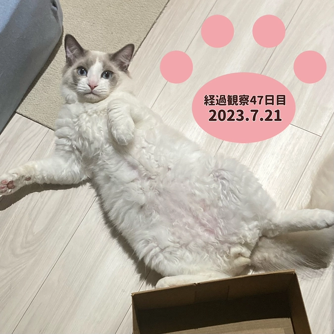 過経観察47日目(2023.7.21)