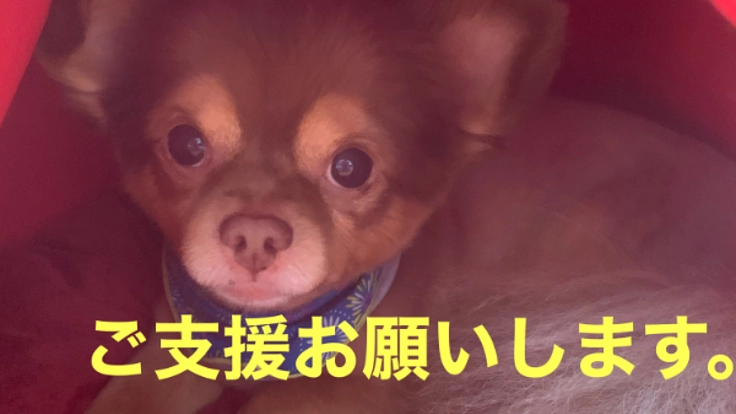 【お願い】僧帽弁閉鎖不全形成術の手術費用のご支援をお願い致します