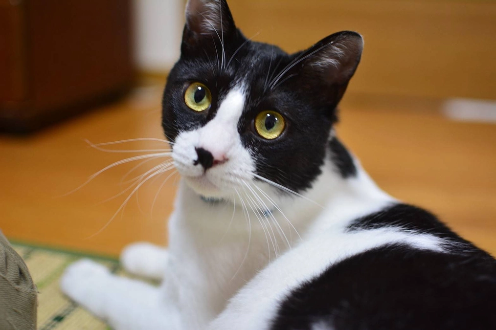 細く長く（ずっとずっと続けてほしいボランティアさん）