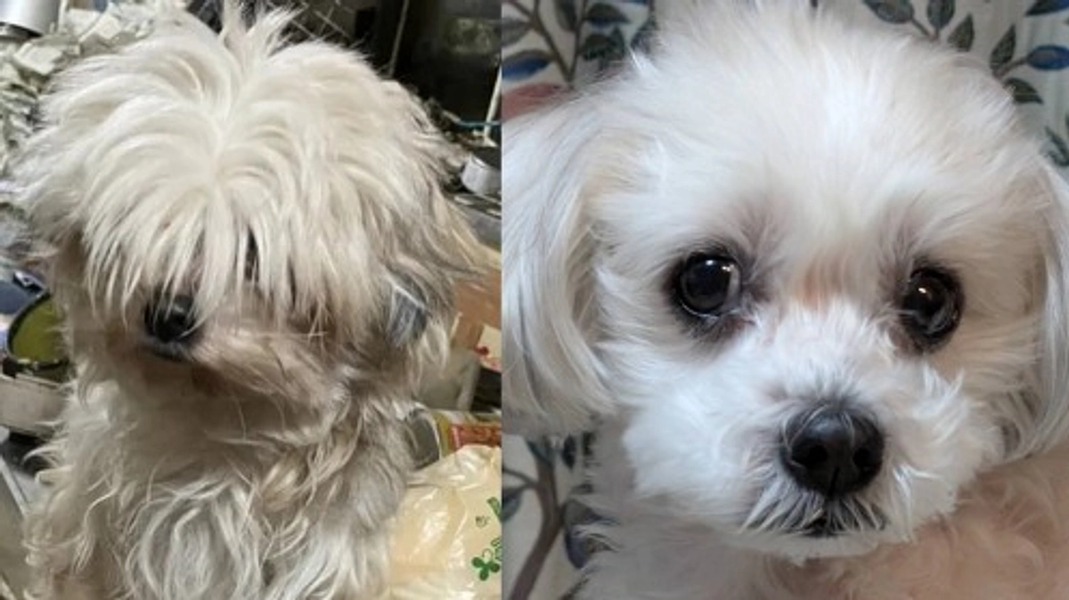 【皆に知ってほしい】「高齢者だから」犬を不幸にするのか？幸せにできるのか？DOG DUCAの答え