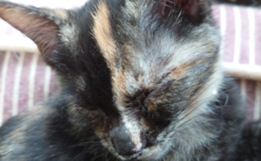 保護猫ポストカード・手紙