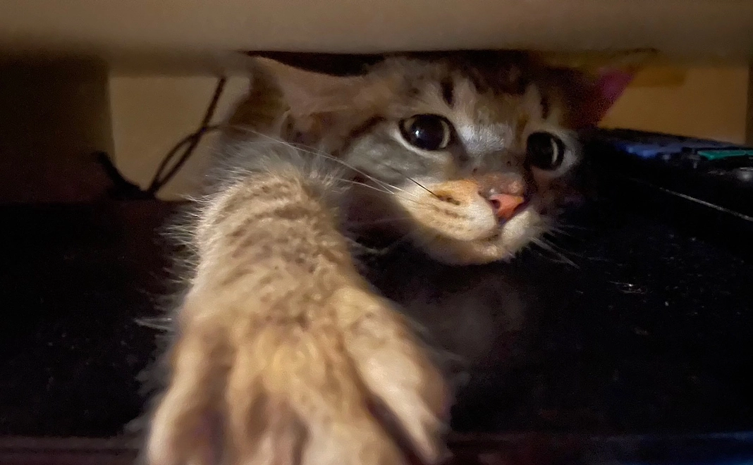 ちゃむくん応援500円コース