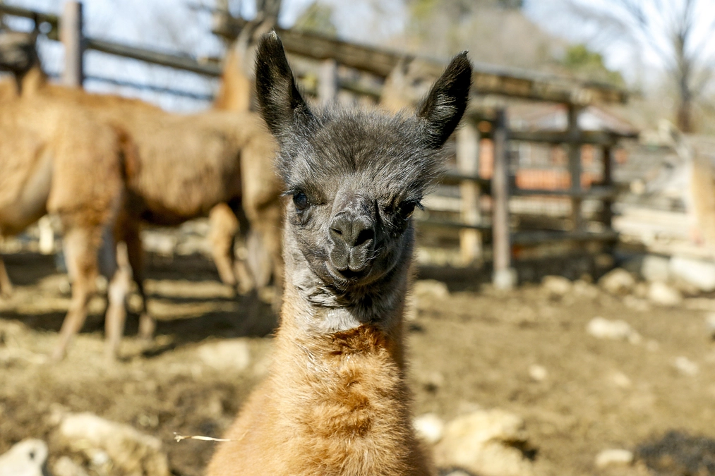 2月24日(土) 進捗報告・動物紹介～ラマの仔の誕生その3～