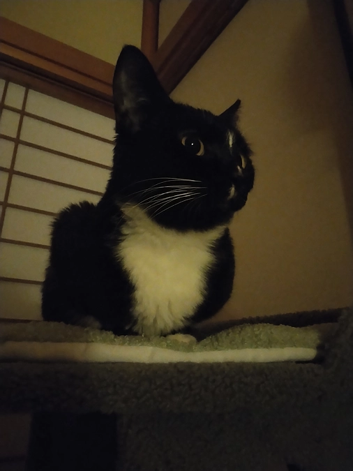 はなちゃんの現在使用中のもの