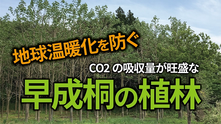 地球環境と地方産業を守る。桐1000本を植えて持続可能な社会作り