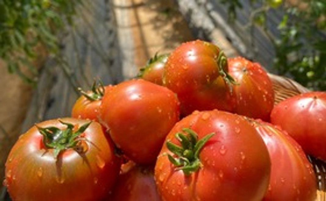 デリシャストマト3箱