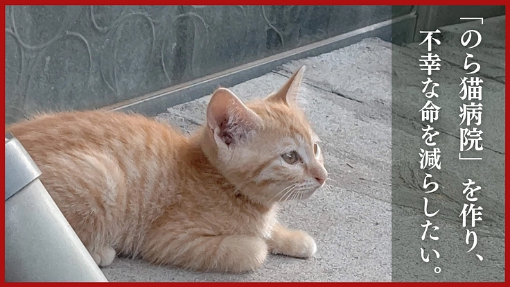 猫の里北九州｜のら猫病院を併設した保護猫シェルター開設にご支援を 2枚目