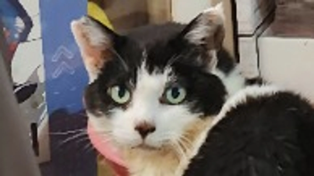 代理支援のご案内🙇‍♂️