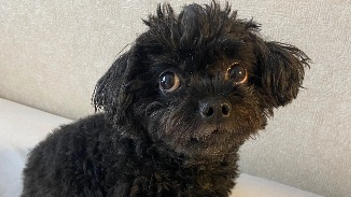 術前検査の結果を聞きに行ってきました🐶🏥