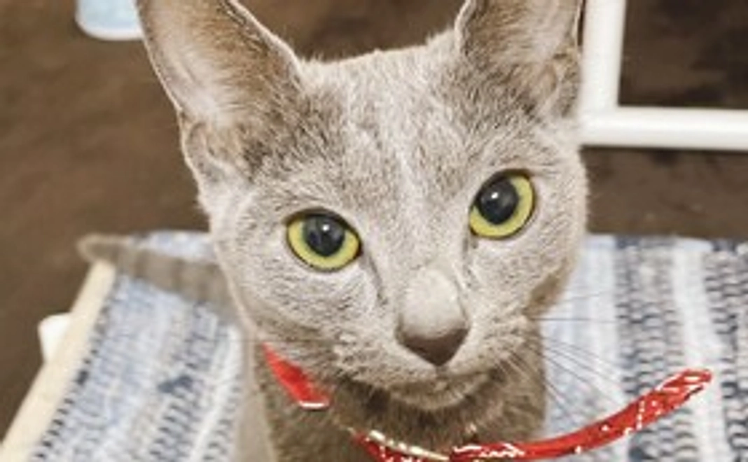 お礼のメール＋うにの写真3枚