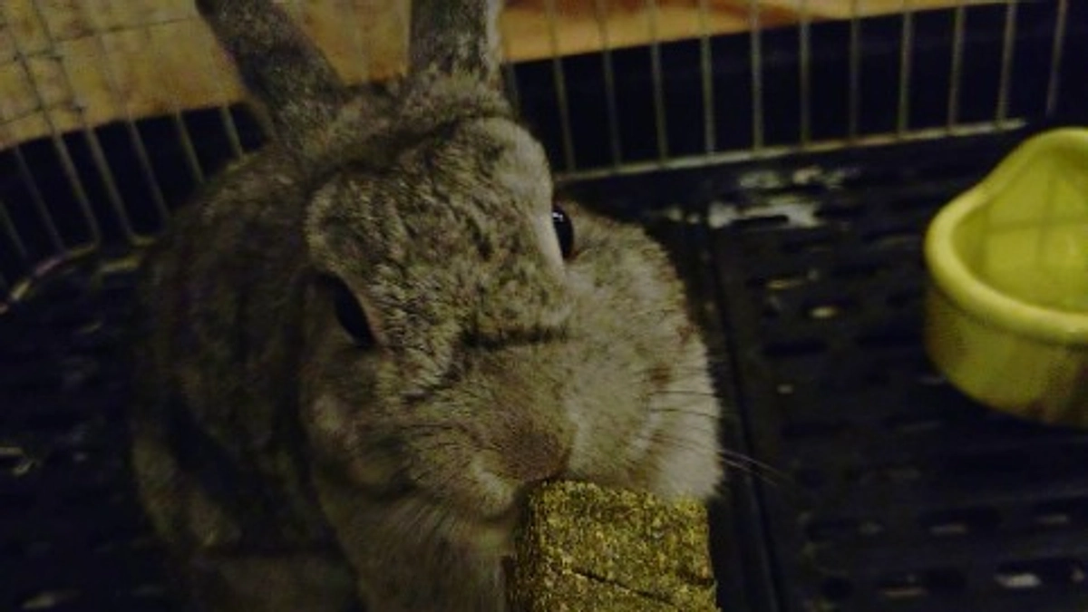 保護のパパうさぎさん。