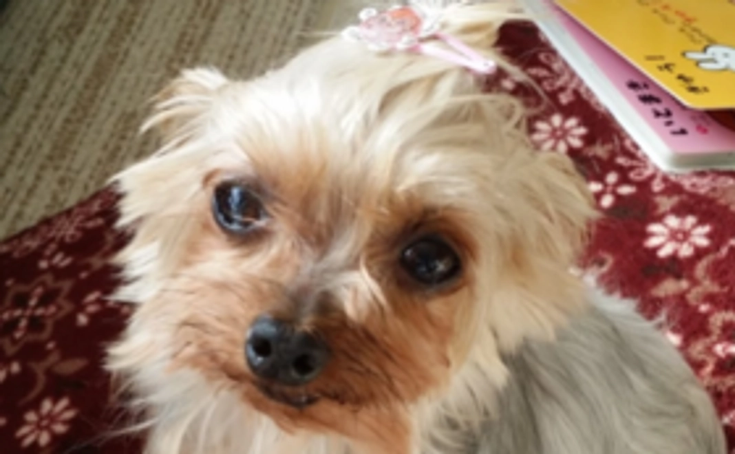 メロン応援サポーター