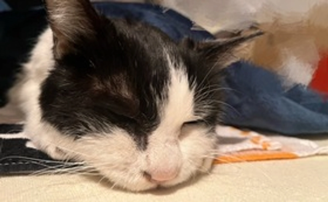 お礼のメール+画像1枚