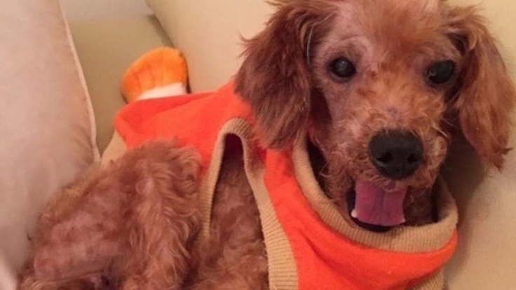 保険所から救出した下顎の折れたココちゃんの治療をしてあげたい