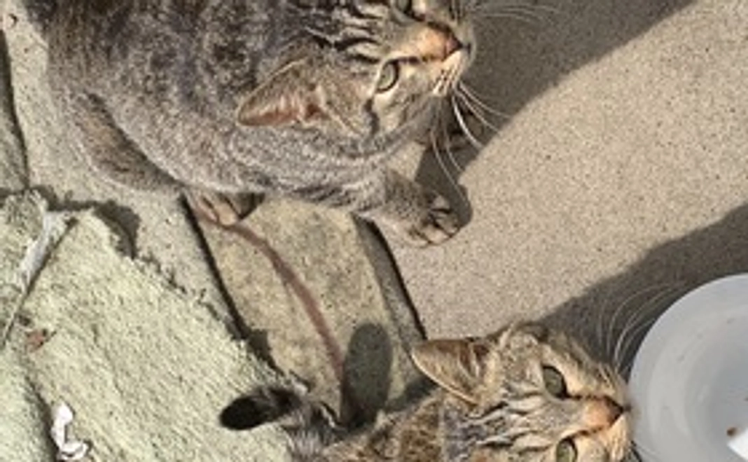 ［声援］猫達の写真付き感謝のメール