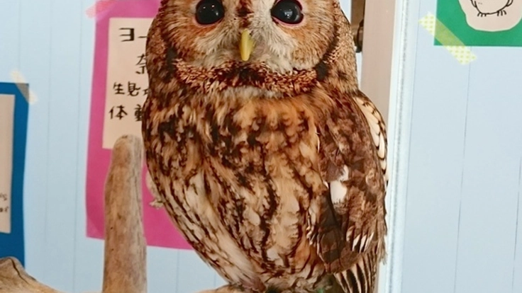 現代人に合う癒しの動物 フクロウを発信!!誰でも飼える世の中を