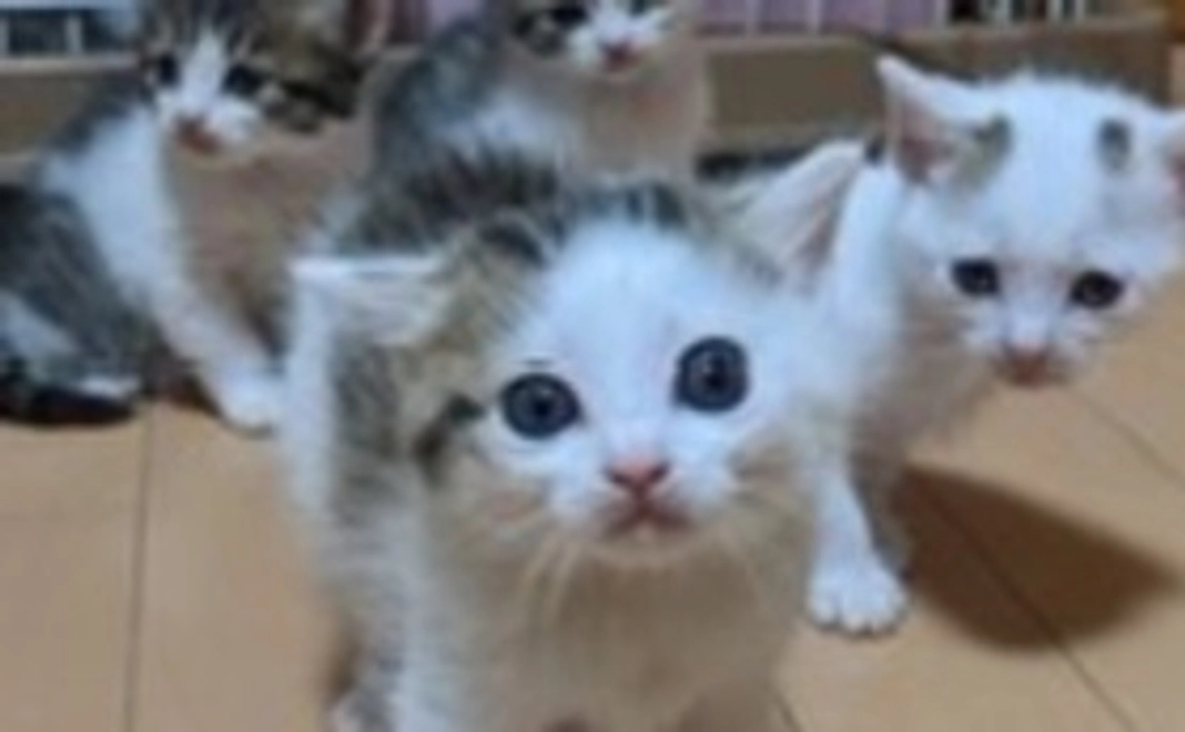 保護活動感謝のメール