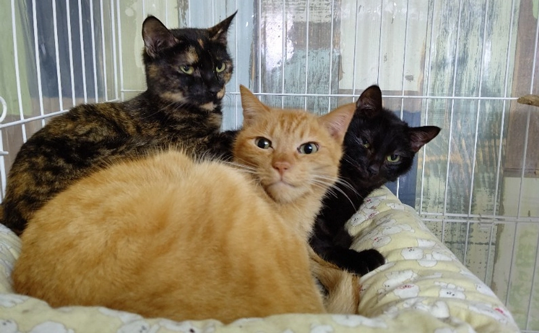 【リターン不要の方向け】ちび猫ケア基金を全力で応援！3千円