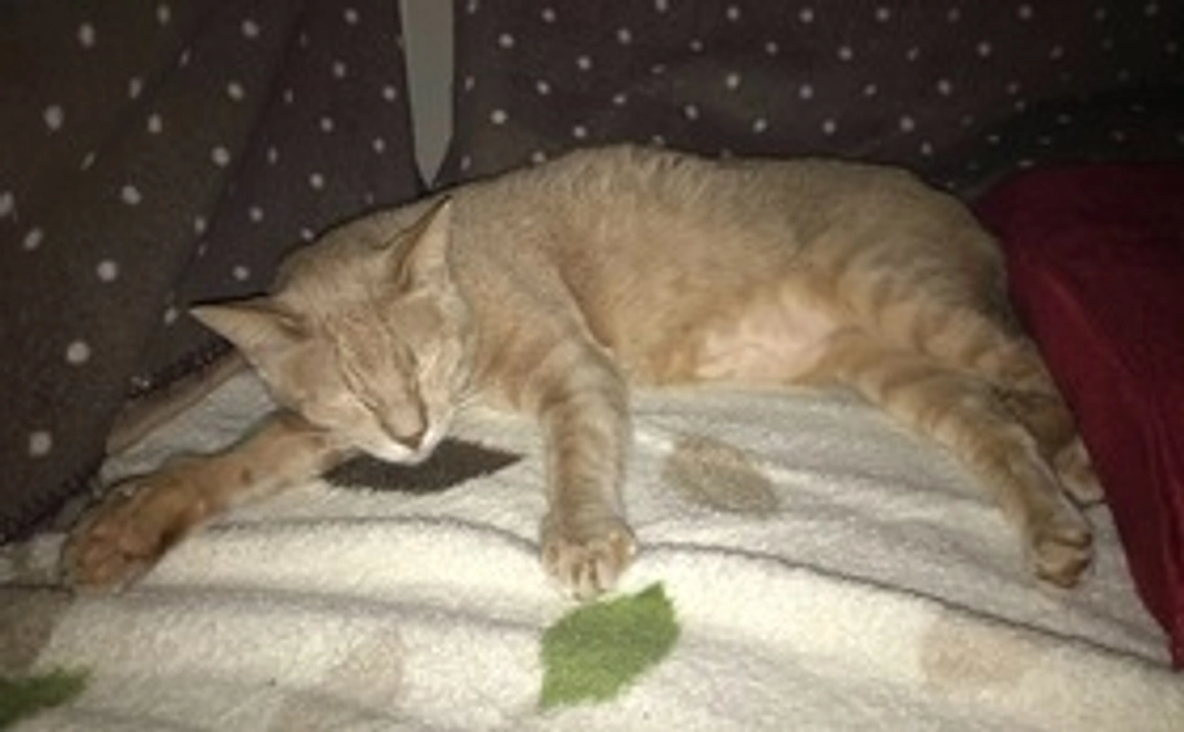 【全額支援】ムギちゃん頑張って！