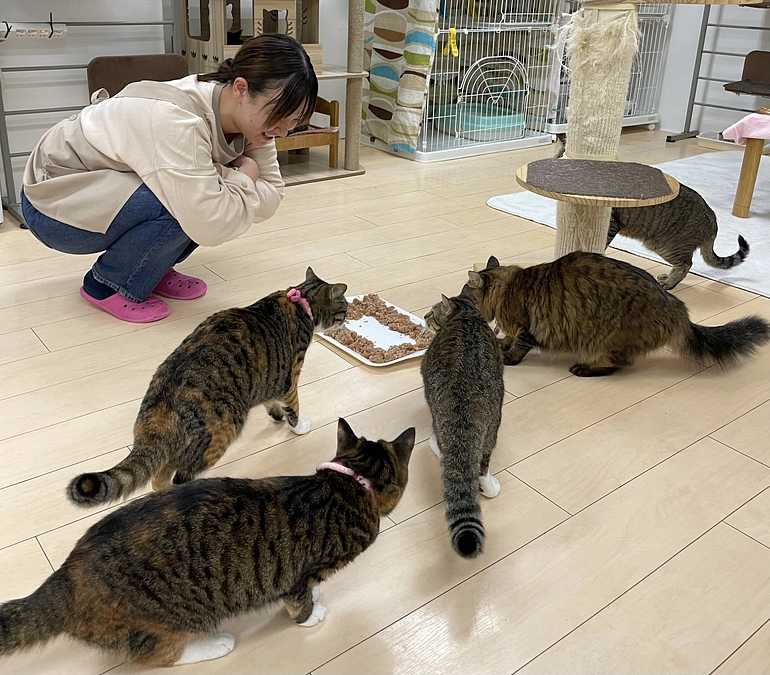 ねこてまり  晩ごはんの様子をお届け致します。（Abemaブログより転載）