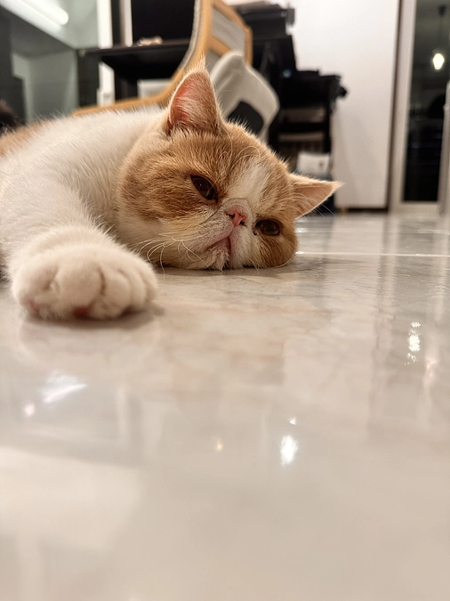 偶然だけど縁のある数字👶🐱