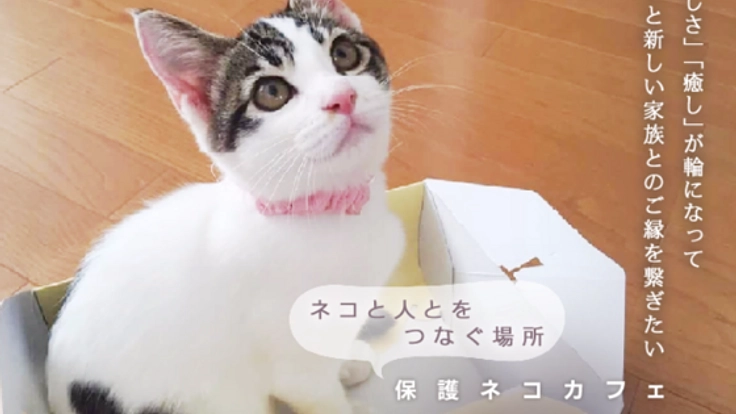 富山初！楽しさの輪から縁を繋げる『保護ネコカフェ』をオープン