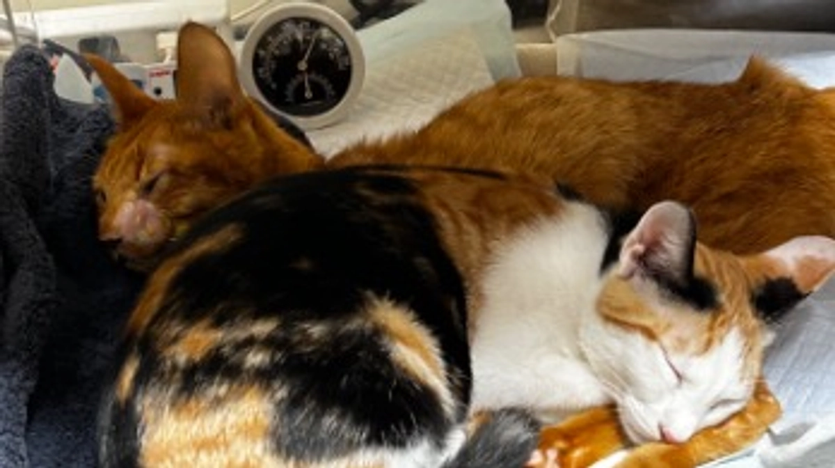 9/23  輸血後の検査のため病院へ行きました