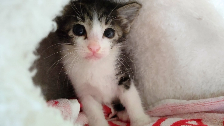 生後間もない子猫の命を繋ぐ。京都に子猫の初期医療を届けるしくみを 5枚目