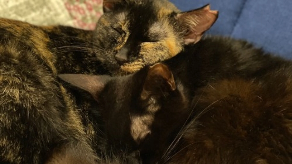 人吉新聞社様より取材がありました🗞️🐈