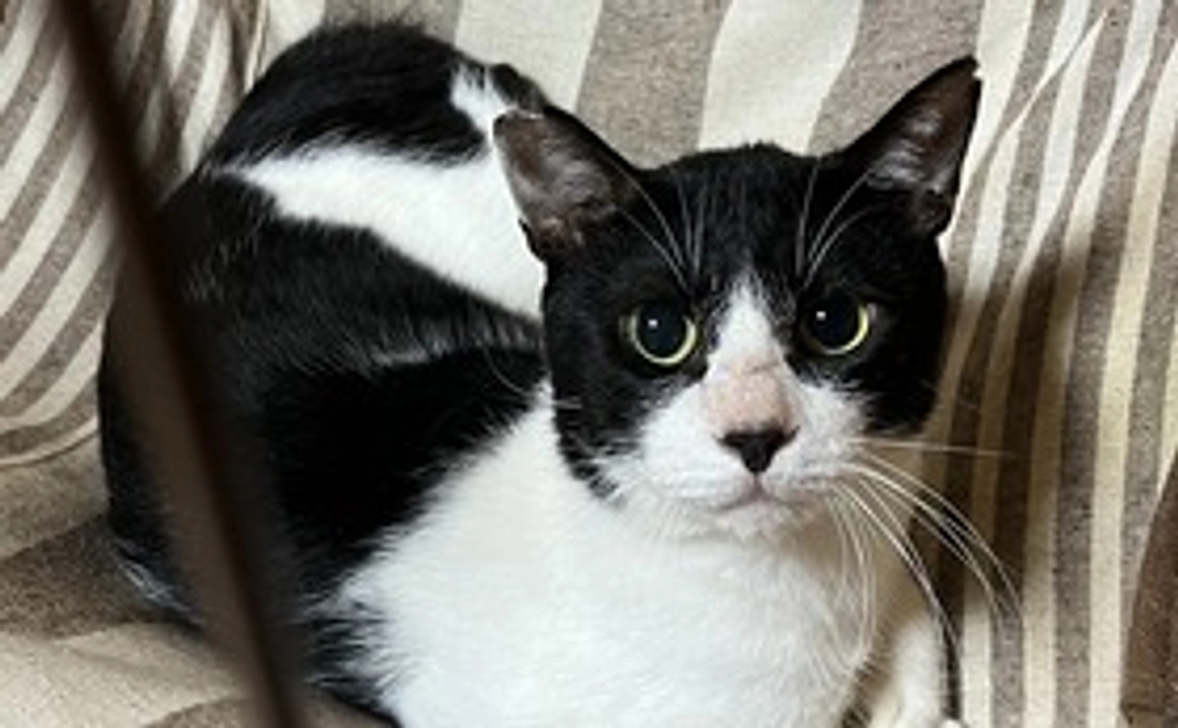 にくきゅう感謝メール