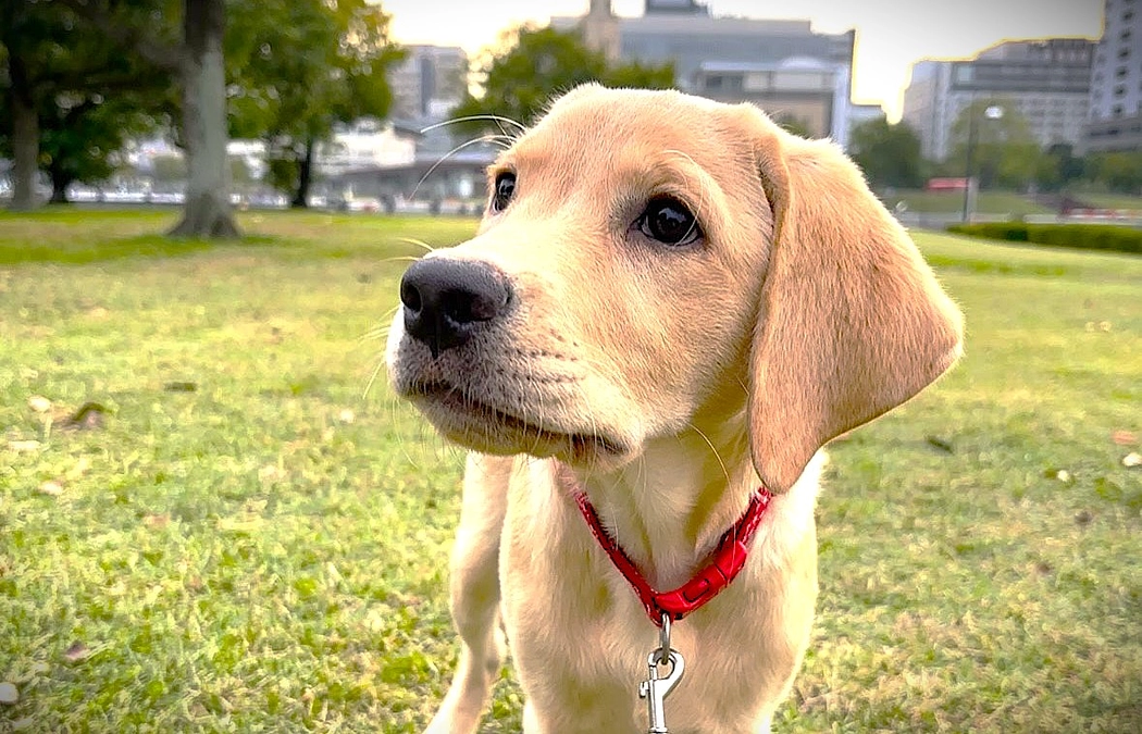アンバサダーPUPPY杏よりプロジェクト成立のお礼