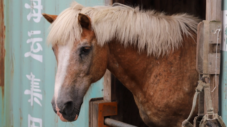 引退した競走馬の馬ふんを堆肥にし、「ウマい」野菜を皆さまへ！