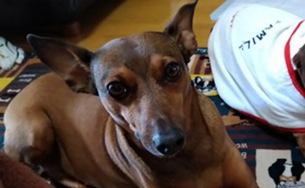 お礼のメール　画像付　