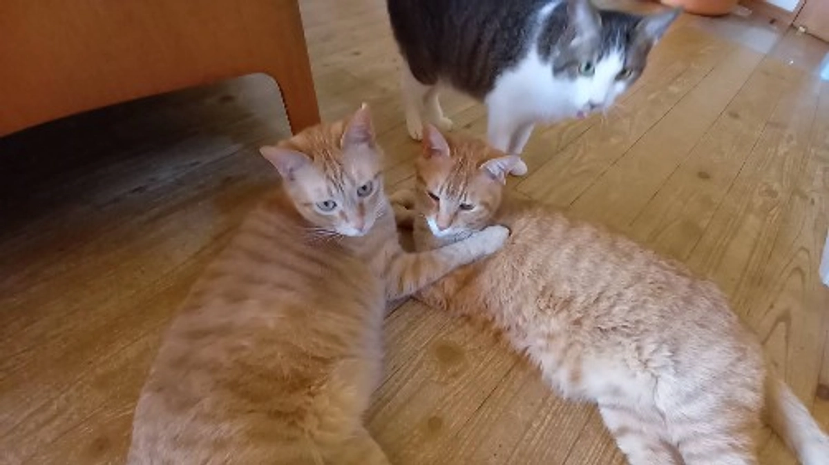 私たちにできることで