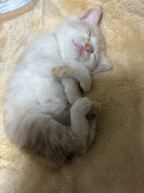 山の猫のお母さん猫と赤ちゃん猫