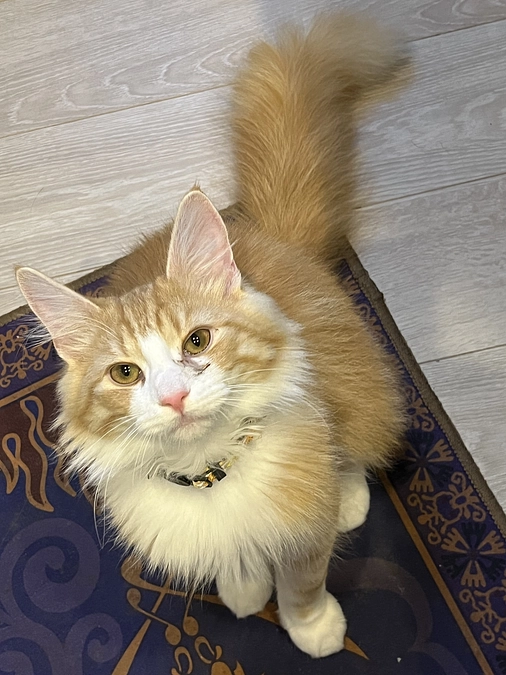 インスタライブのお知らせ