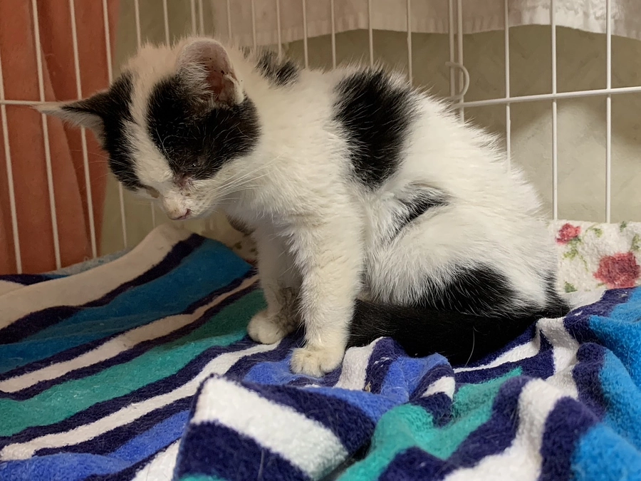 今出来る範囲での工事と、新しい子猫が仲間入り