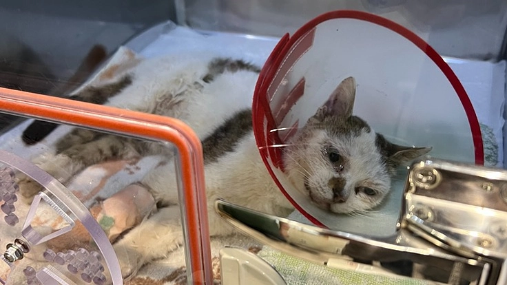 車に轢かれた猫ちゃんの治療費を募りたい