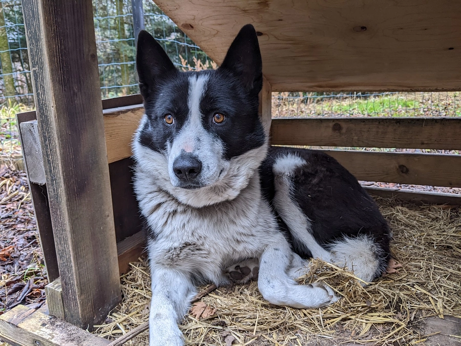 お礼メッセージ：開始4日目で50％に到達！繁殖に向けた活動もスタート。