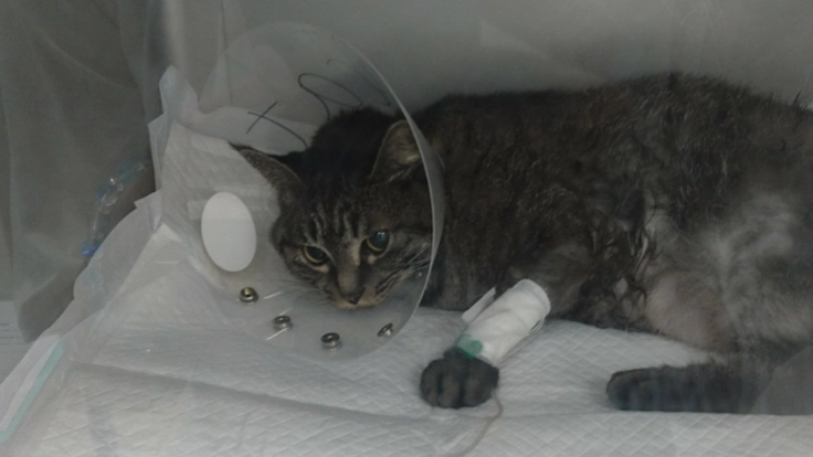 飼い猫いろは治療費