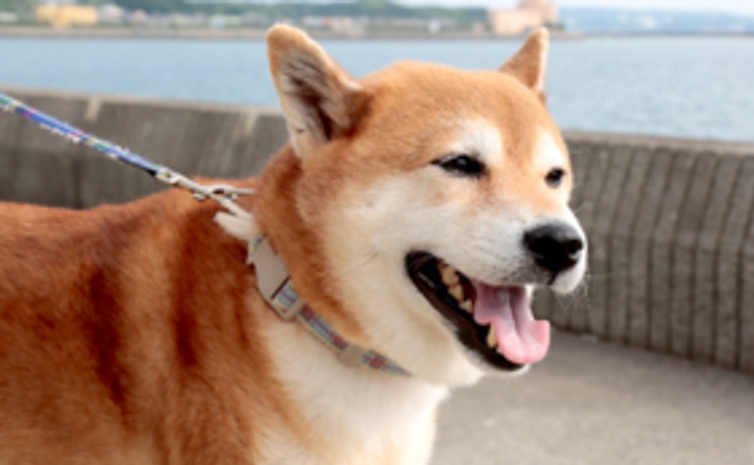 これまで発行した「pippi」をプレゼント！