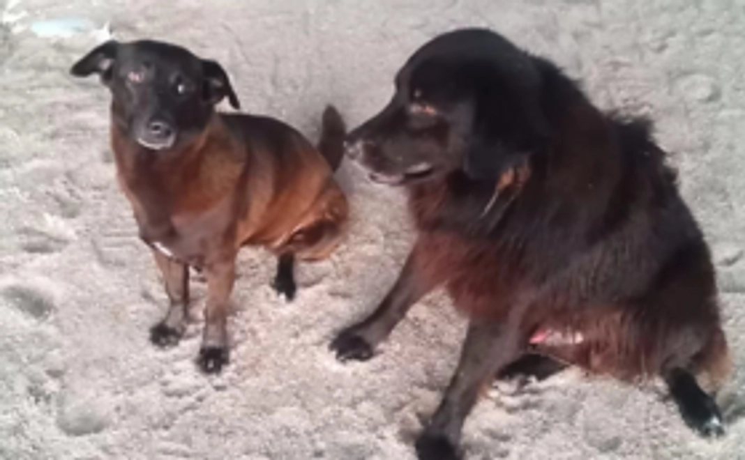 野良犬のご飯②